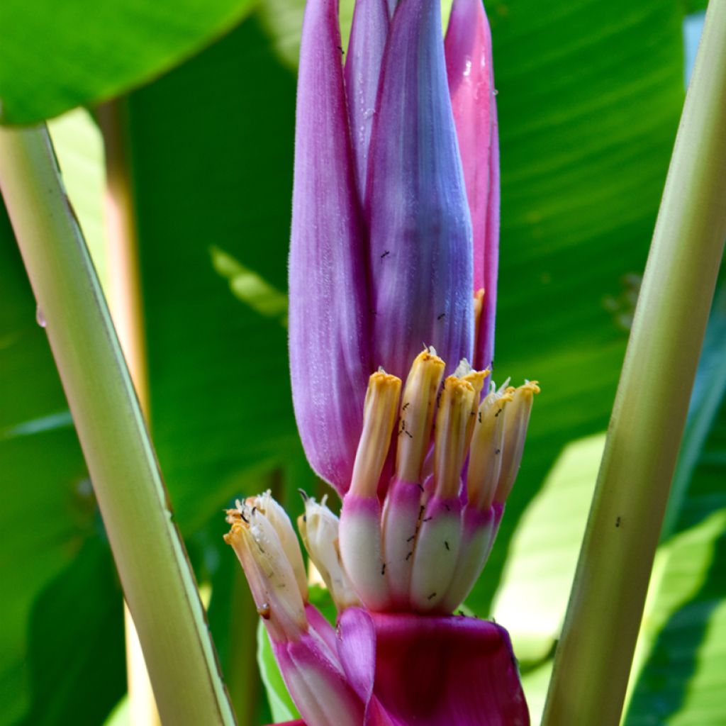 Graines de Musa velutina - Bananier rose