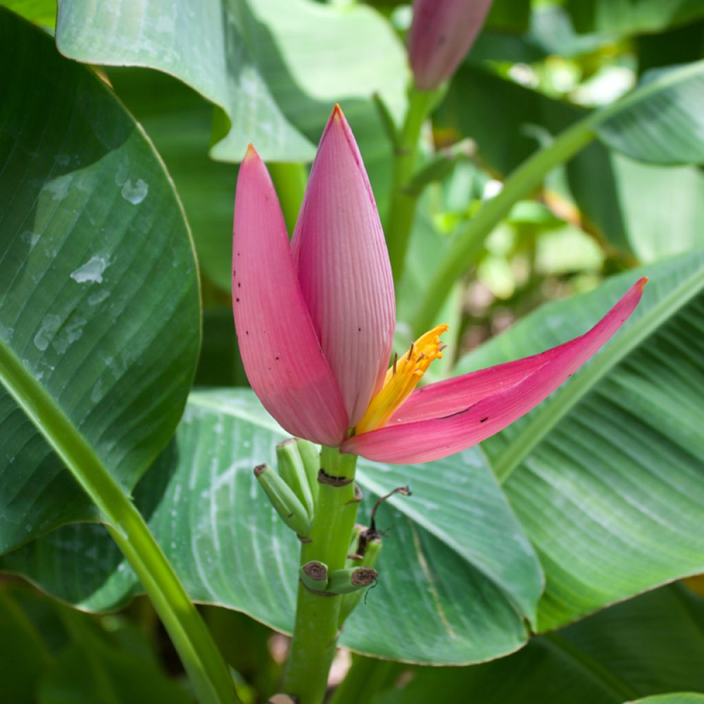 Graines de Musa velutina - Bananier rose