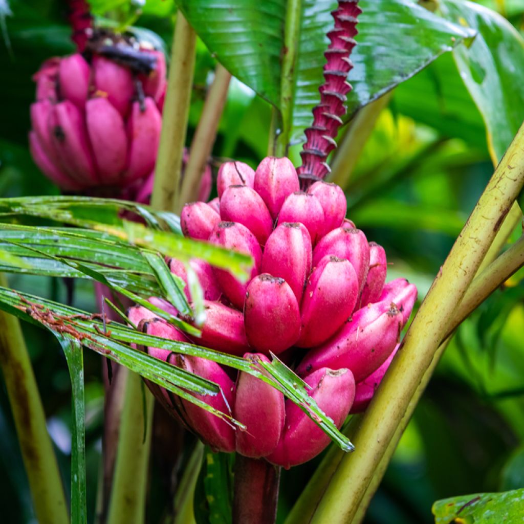 Graines de Musa velutina - Bananier rose