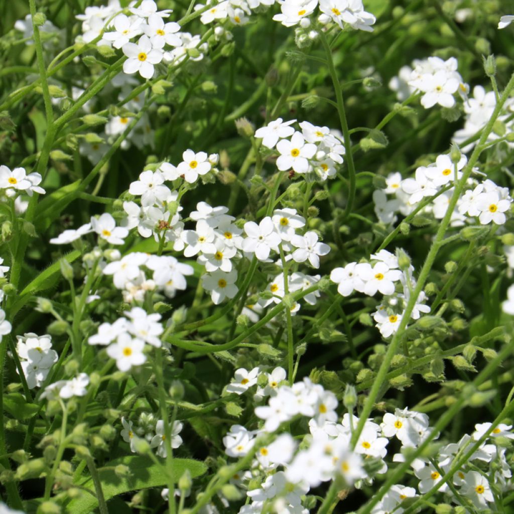 Graines de Myosotis des Alpes blanc - Myosotis alpestris