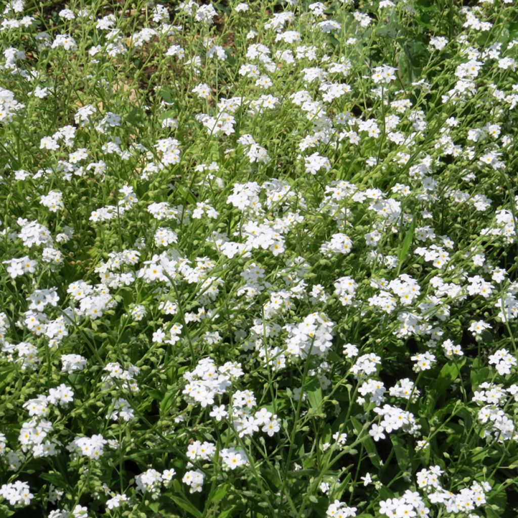 Graines de Myosotis des Alpes blanc - Myosotis alpestris