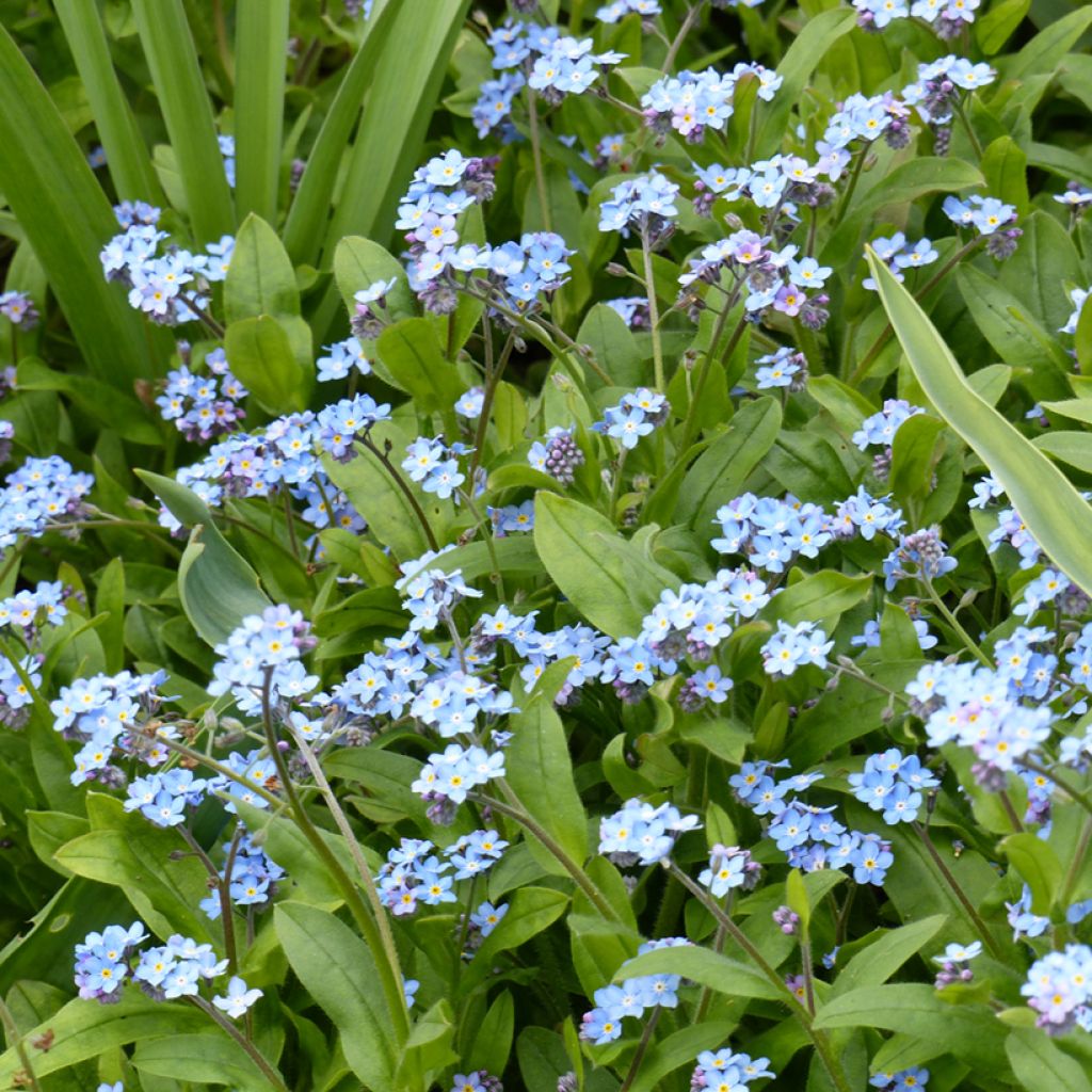 Graines de Myosotis des forêts Bleu - Myosotis sylvatica