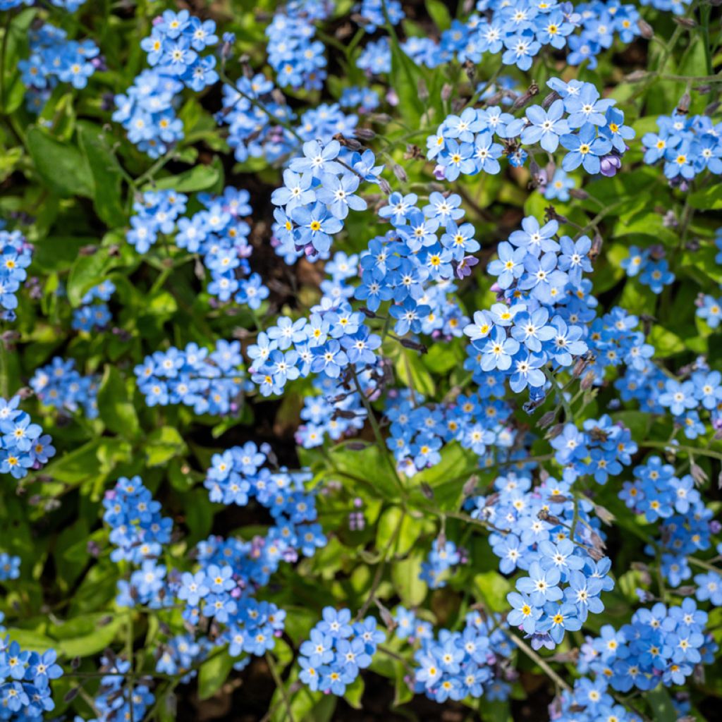 Graines de Myosotis des forêts Indigo Compacta - Myosotis sylvatica