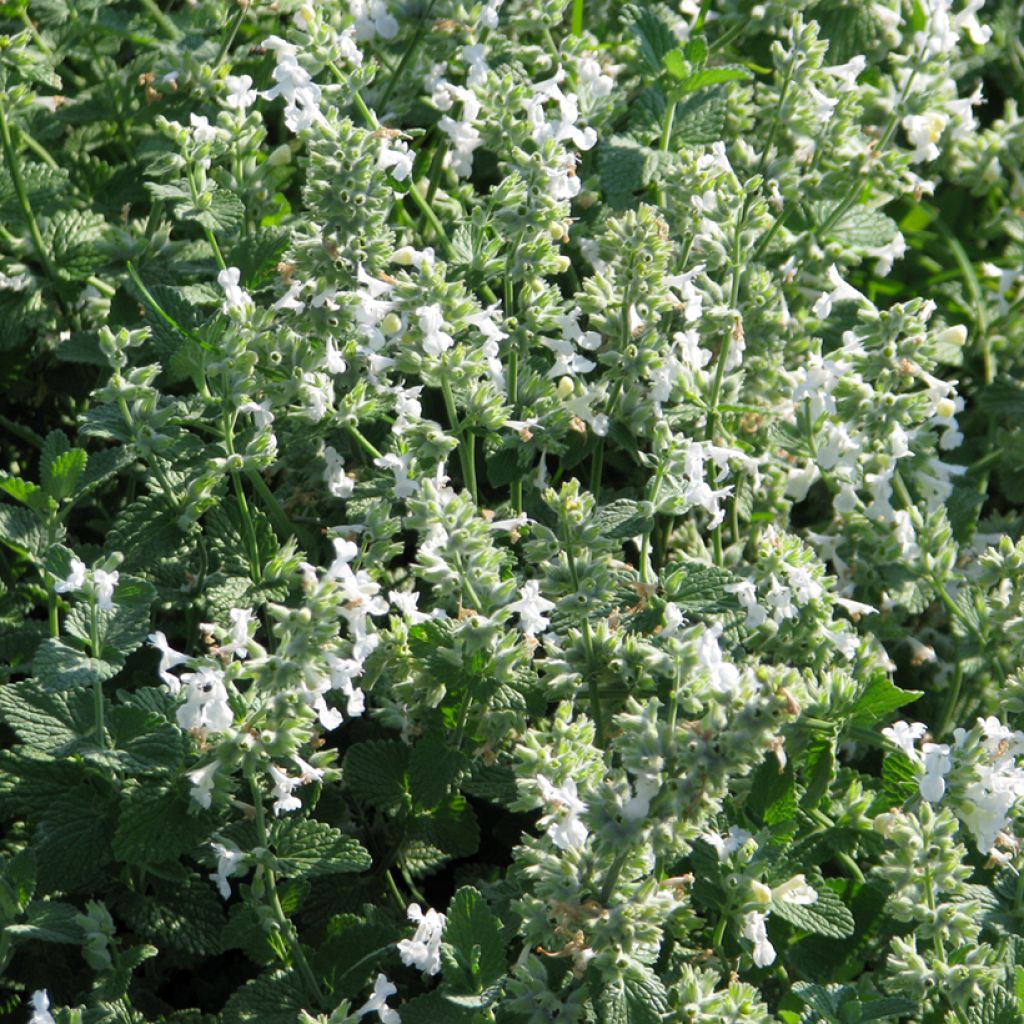 Graines de Nepeta racemosa Blanc - Chataire à racèmes