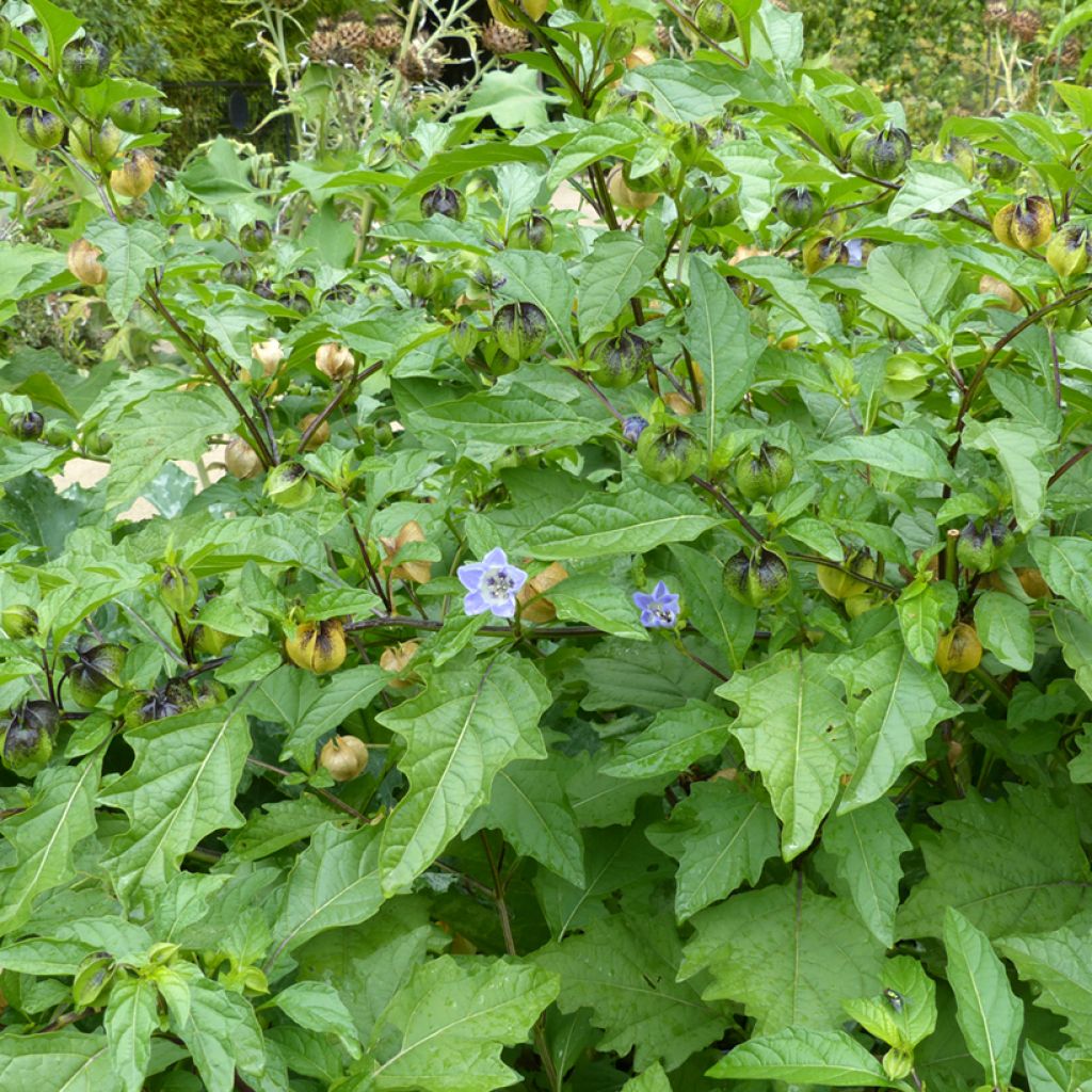 Graines de Nicandra physalodes  - Faux-coqueret, Pomme du Pérou