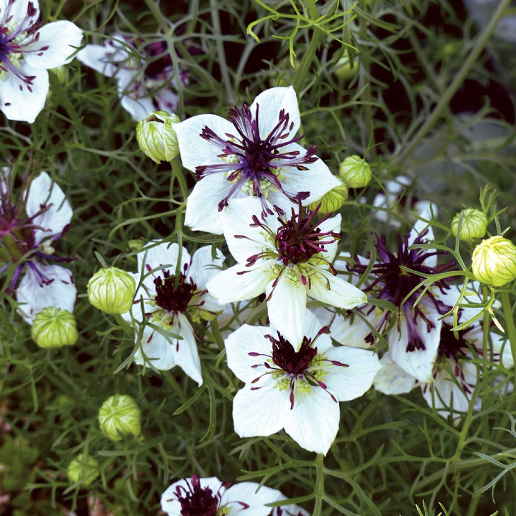 Graines de Nigelle d’Espagne African Bride - Nigella papillosa