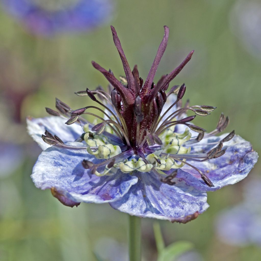 Graines de Nigelle d’Espagne Delft Blue - Nigella papillosa