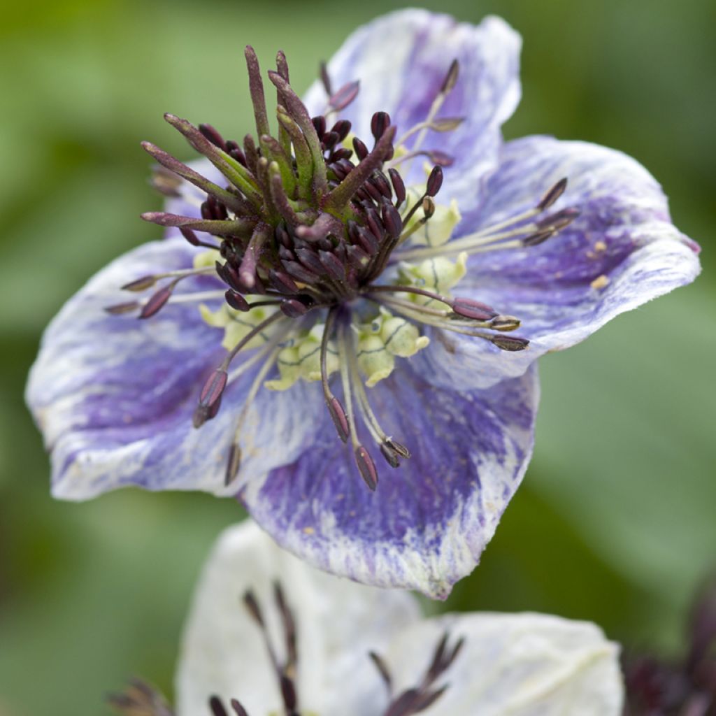 Graines de Nigelle d’Espagne Delft Blue - Nigella papillosa