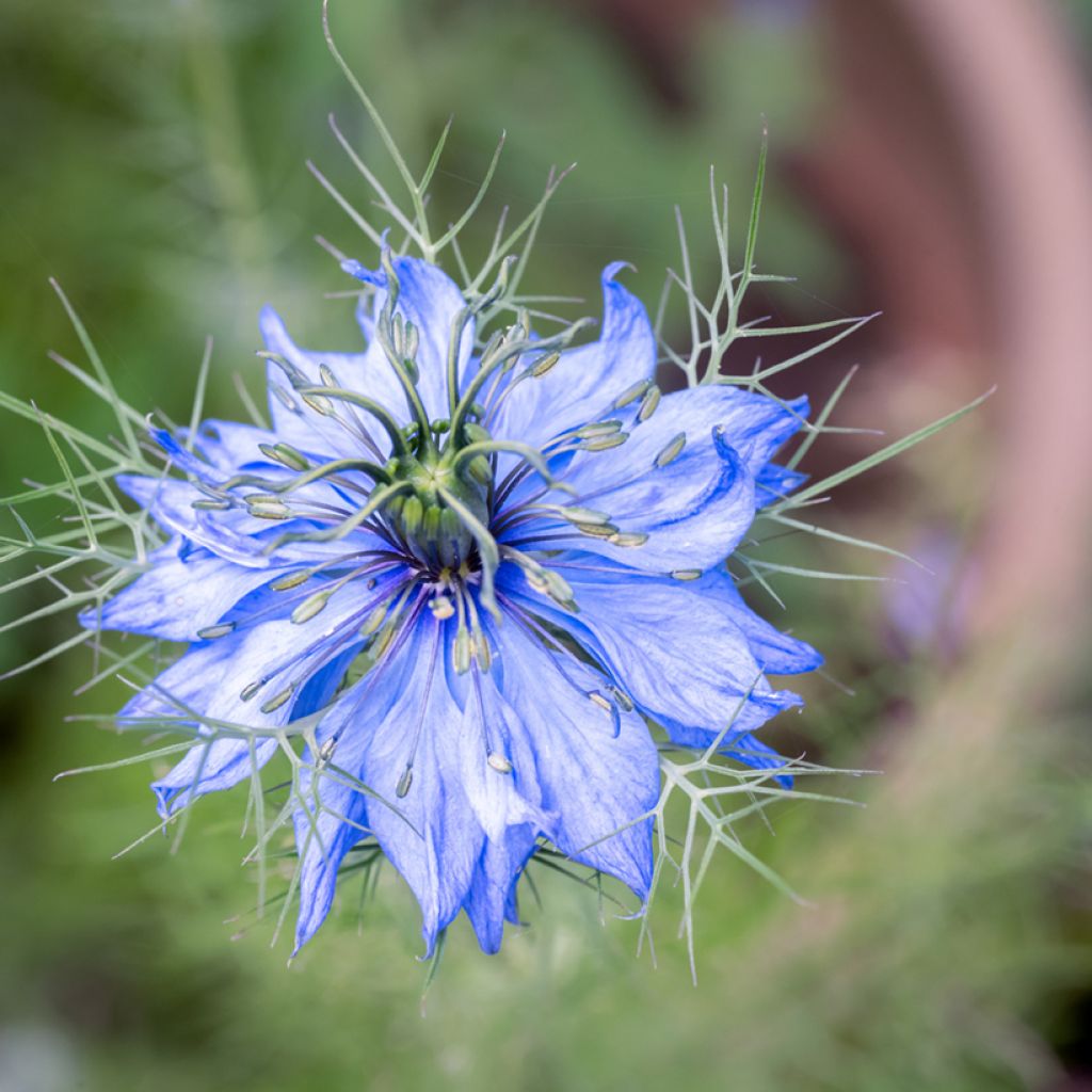 Graines de Nigelle de Damas Miss Jekyll Blue - Nigella damascena