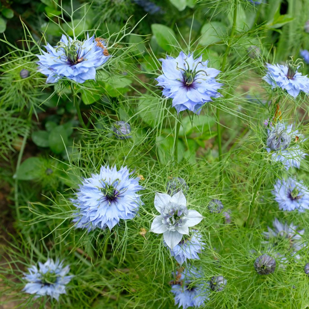 Graines de Nigelle de Damas Miss Jekyll Blue - Nigella damascena