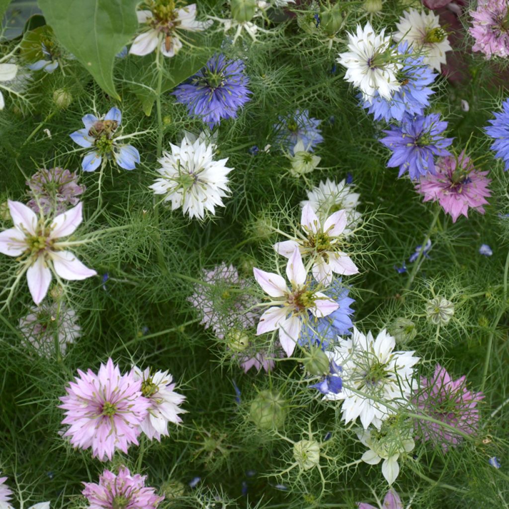 Graines de Nigelle de Damas Mix BIO - Nigella damascena