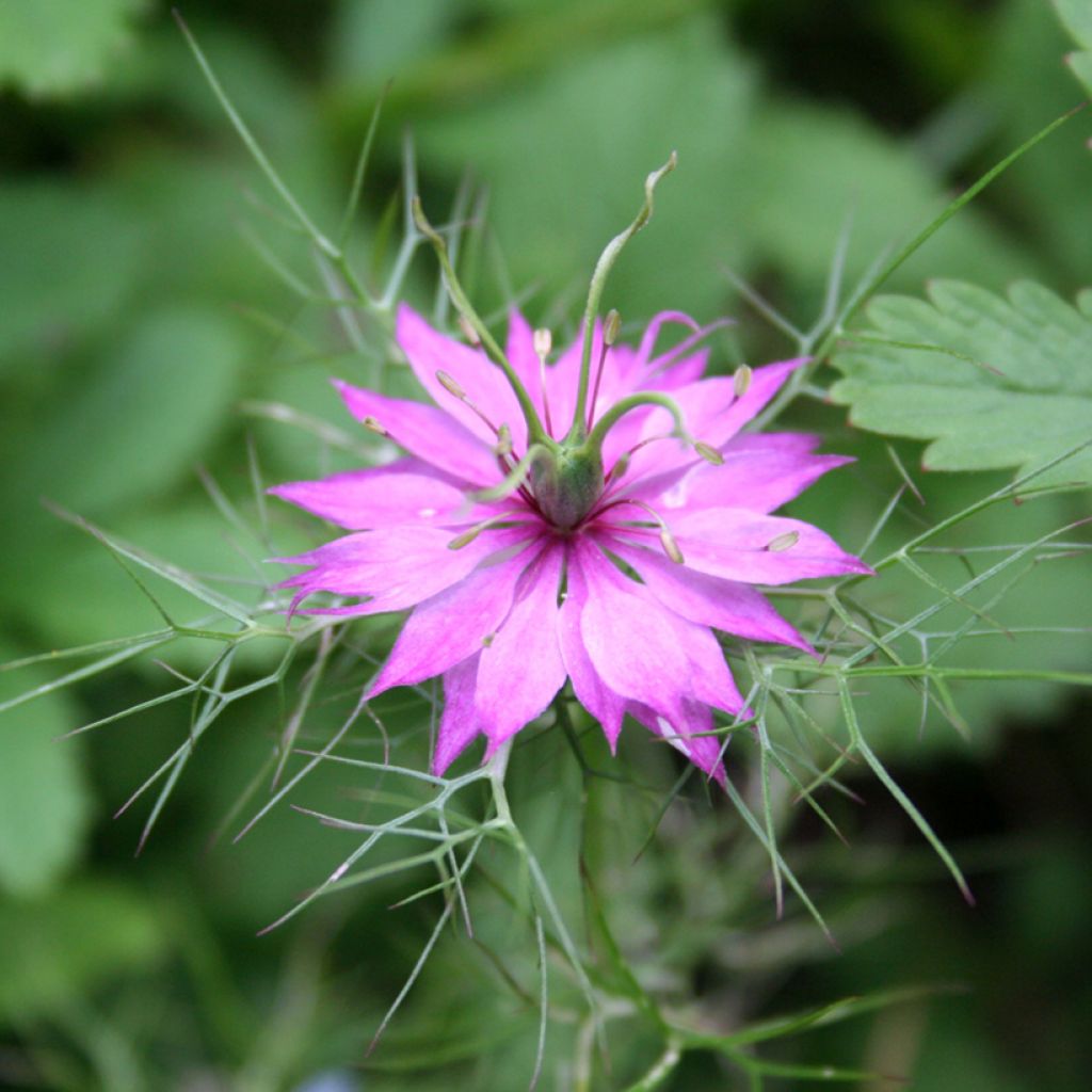 Graines de Nigelle de Damas Persian Rose - Nigella damascena