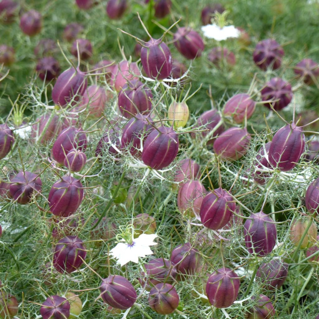 Graines de Nigelle de Damas blanche à capsule rouge