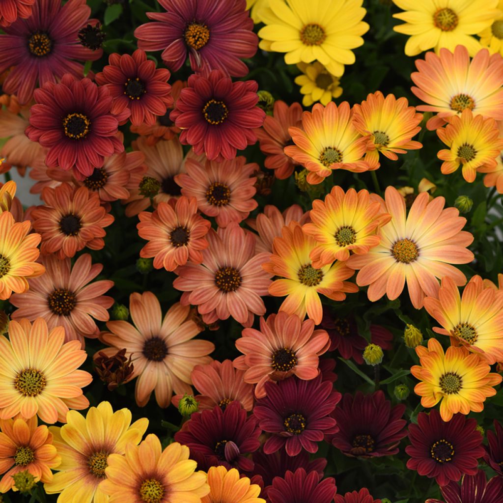 Graines d'Osteospermum Akila Sunset Shades - Marguerite du Cap