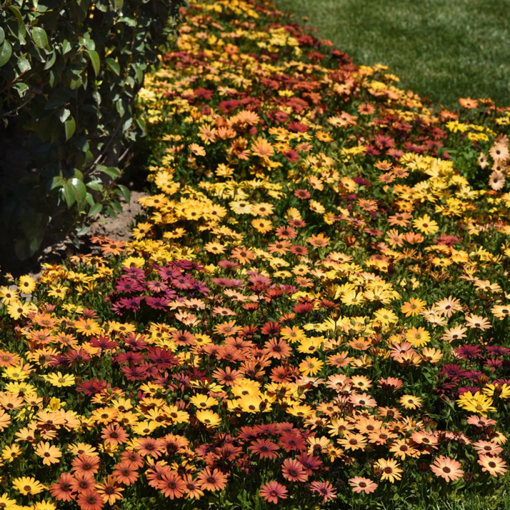 Graines d'Osteospermum Akila Sunset Shades - Marguerite du Cap