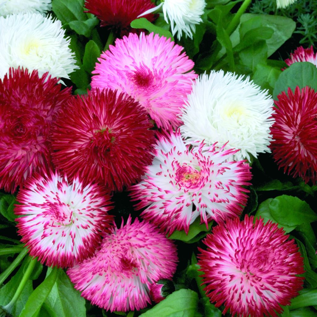 Graines de Pâquerette Habanera Mix (enrobées) - Bellis Perennis