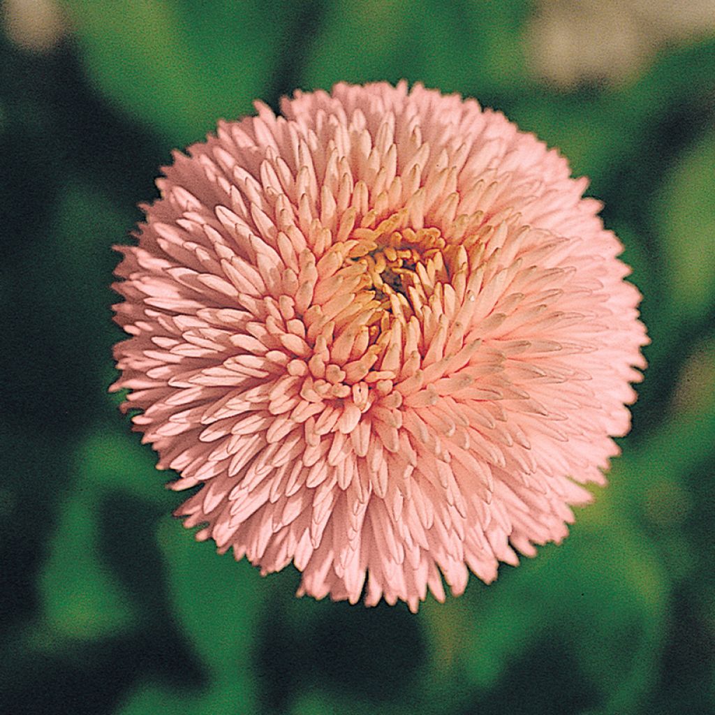 Graines de Pâquerette Robella enrobées - Bellis perennis