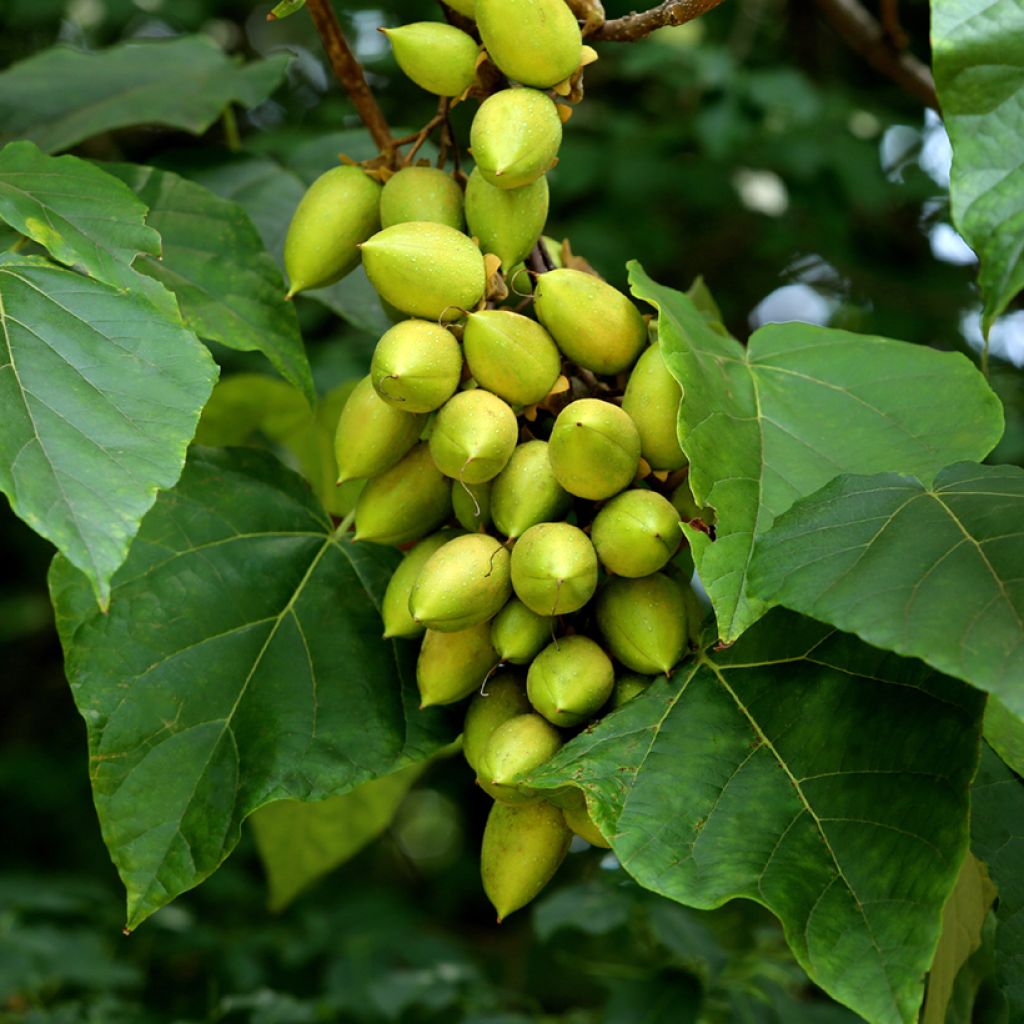 Graines de Paulownia tomentosa - Arbre impérial