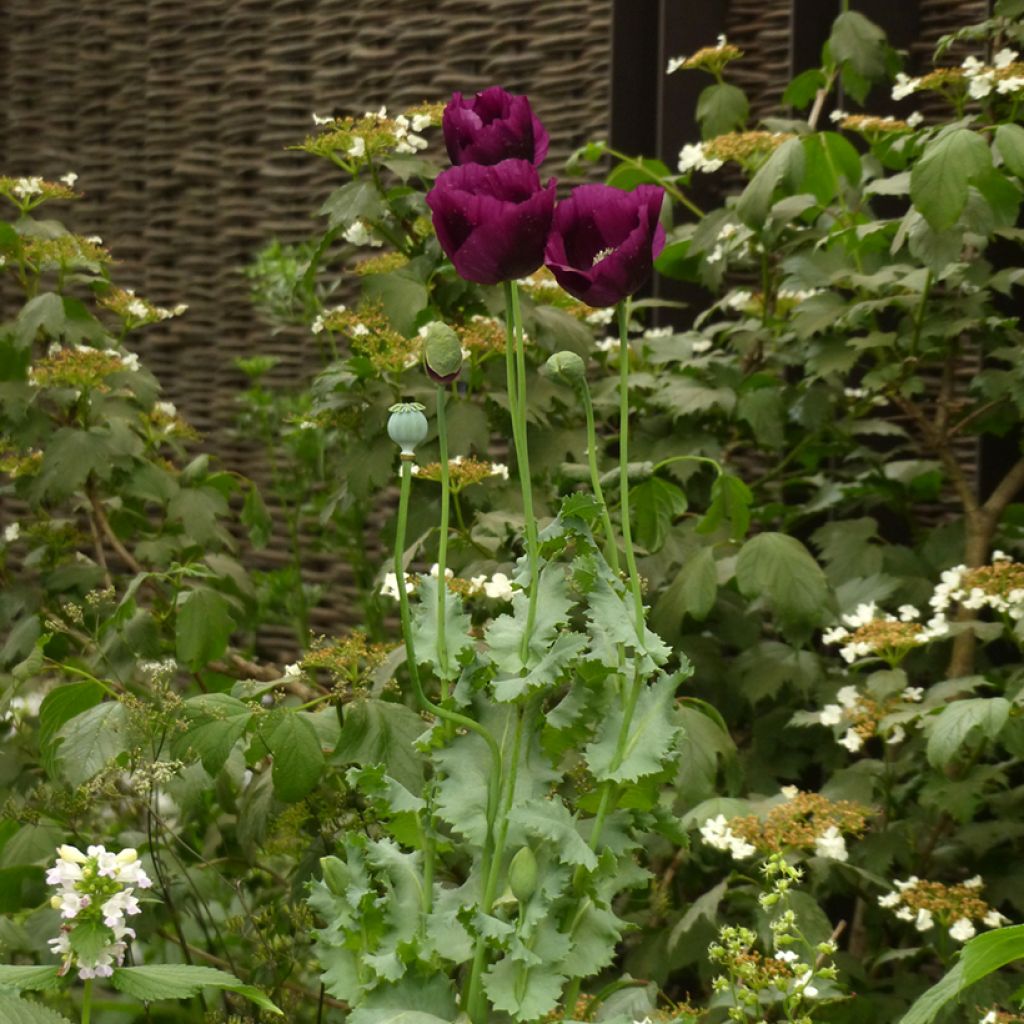 Graines de Pavot annuel Lauren's Grape - Papaver somniferum