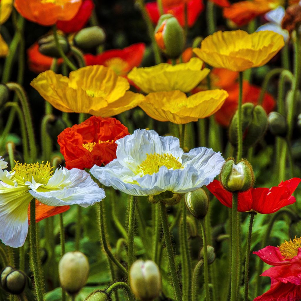 Graines de Pavot d'Islande Wind Song Mix - Papaver nudicaule