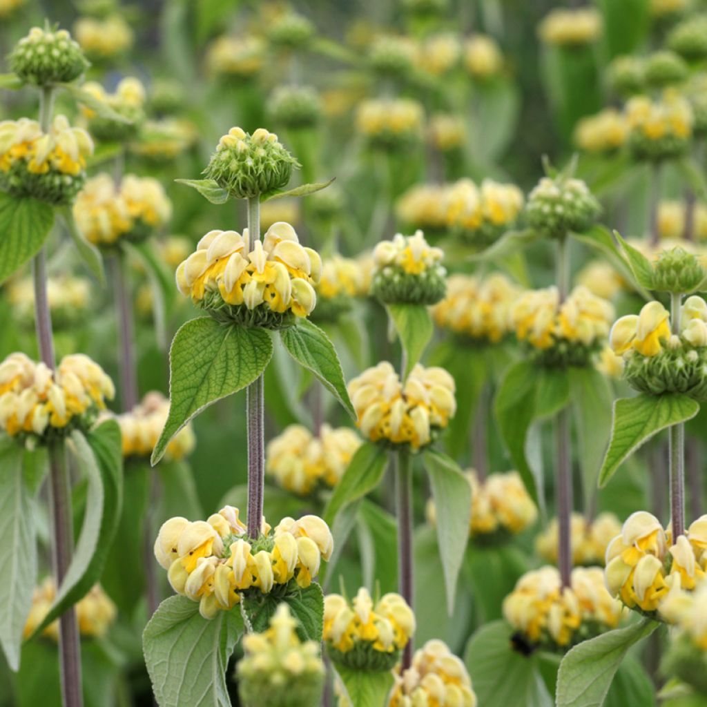 Graines de Phlomis de Russell - Phlomis russeliana