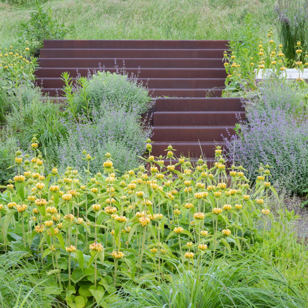 Graines de Phlomis de Russell - Phlomis russeliana