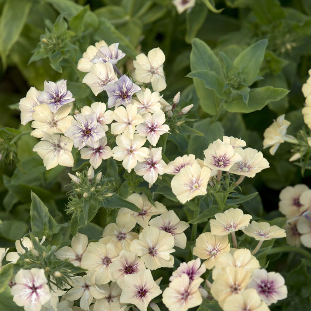 Graines de Phlox annuel Crème Brûlée - Phlox drummondii