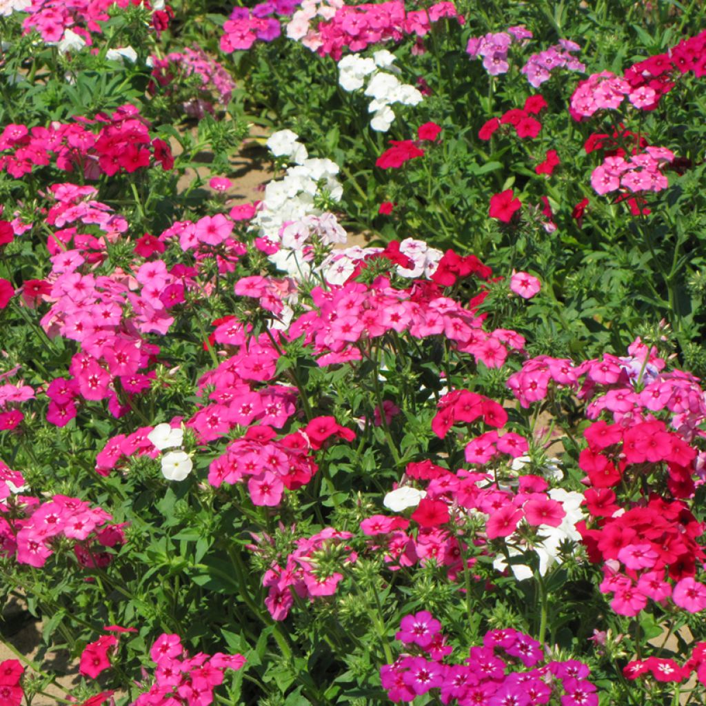 Graines de Phlox annuel Grandiflora Mix - Phlox drummondii