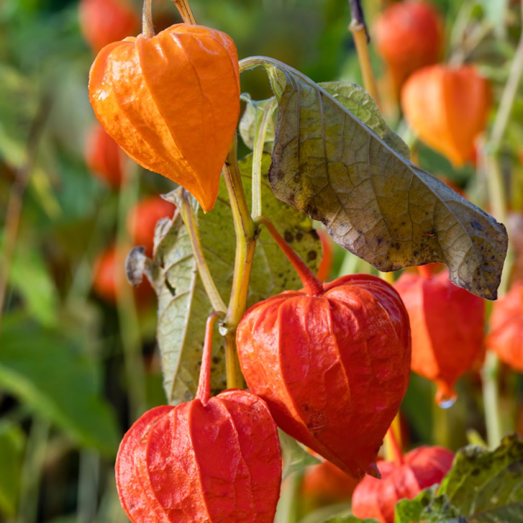 Graines de Physalis alkekengi  - Amour en cage