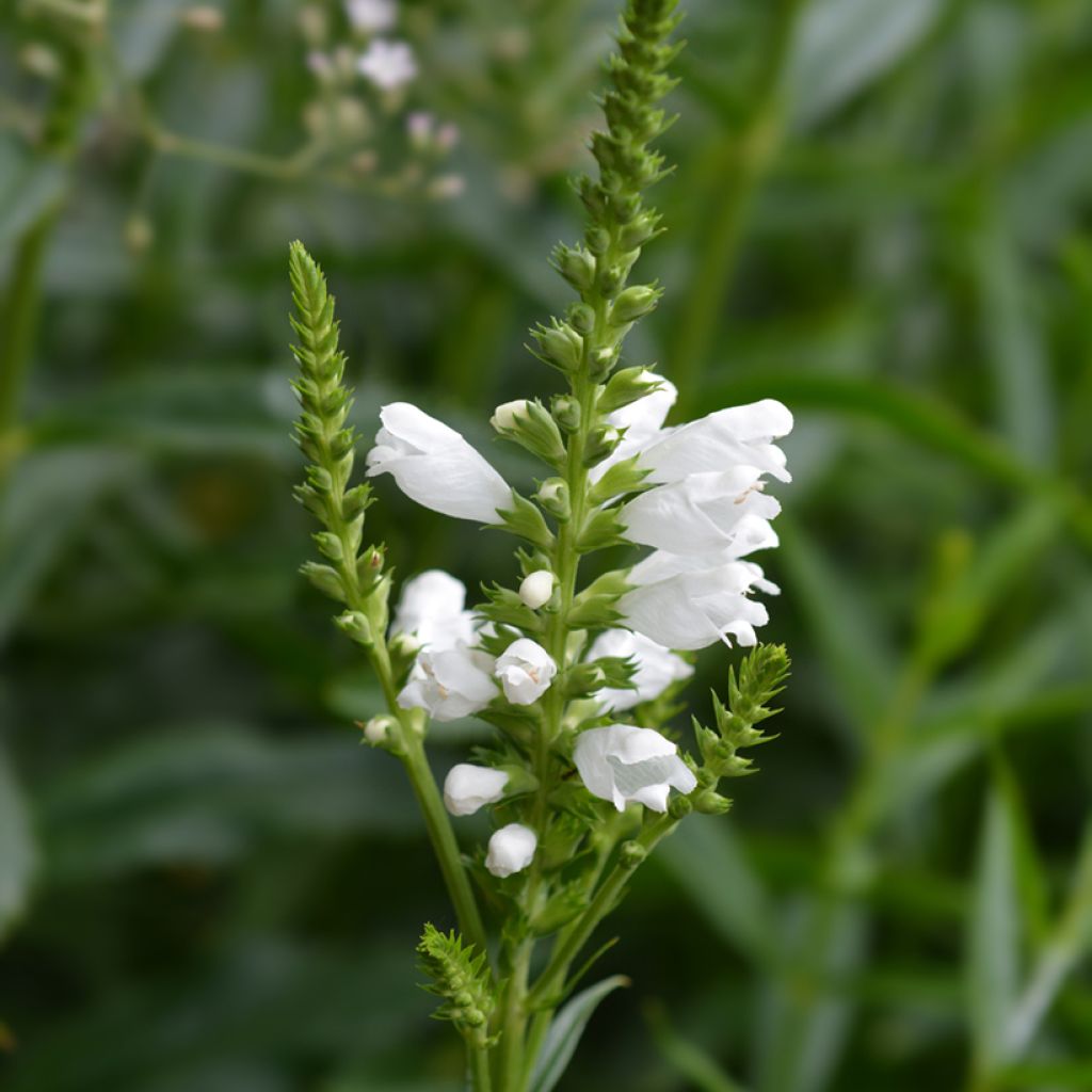 Graines de Physostegia Virginiana Summer Snow - Cataleptique blanche