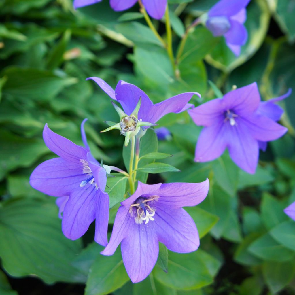 Graines de Platycodon à grandes fleurs Mariesii Blue - Platycodon grandiflorus 