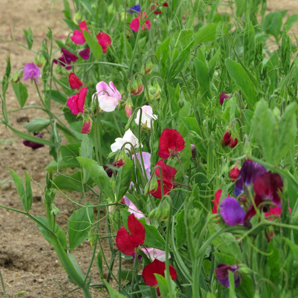 Graines de Pois de Senteur Bijou nain varié - Lathyrus odoratus