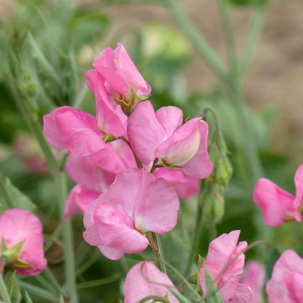 Graines de Pois de Senteur Pinkie - Lathyrus odoratus