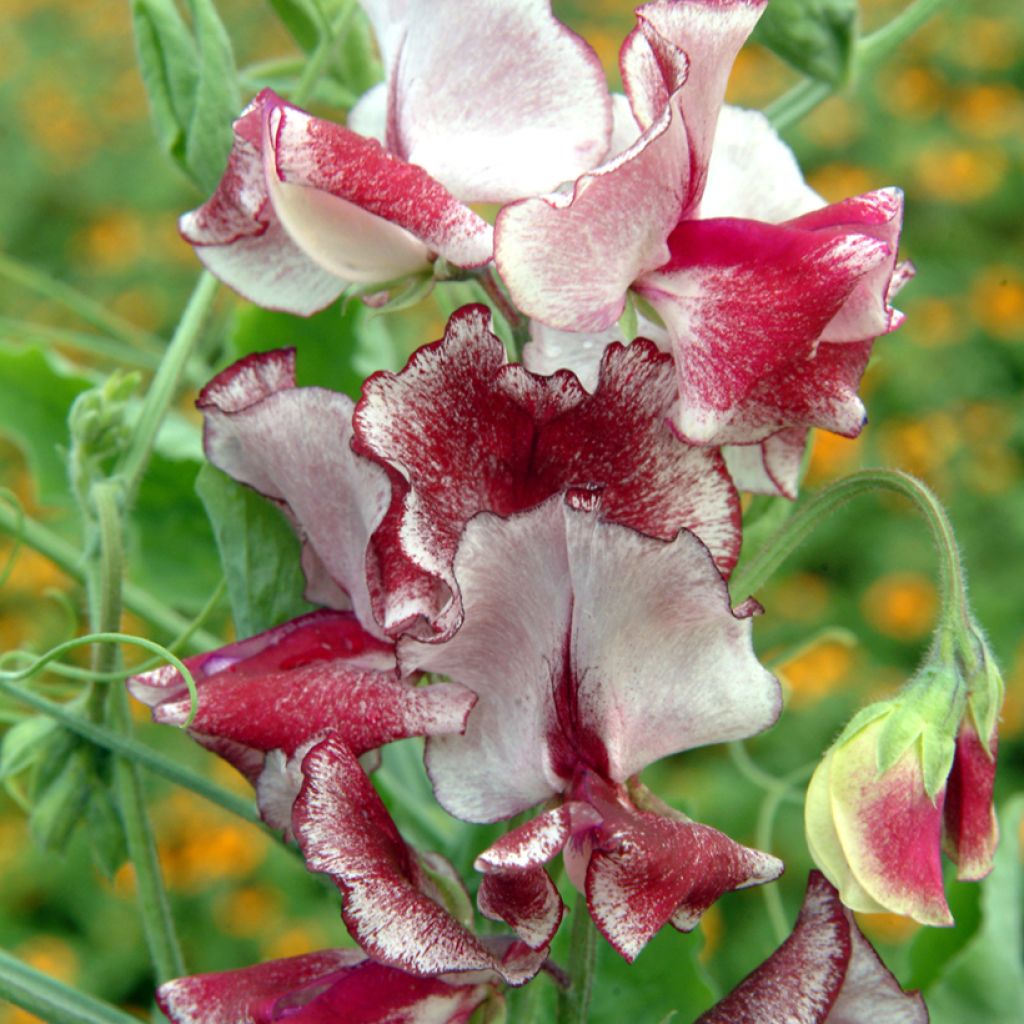 Graines de Pois de Senteur Spencer Mars - Lathyrus odoratus