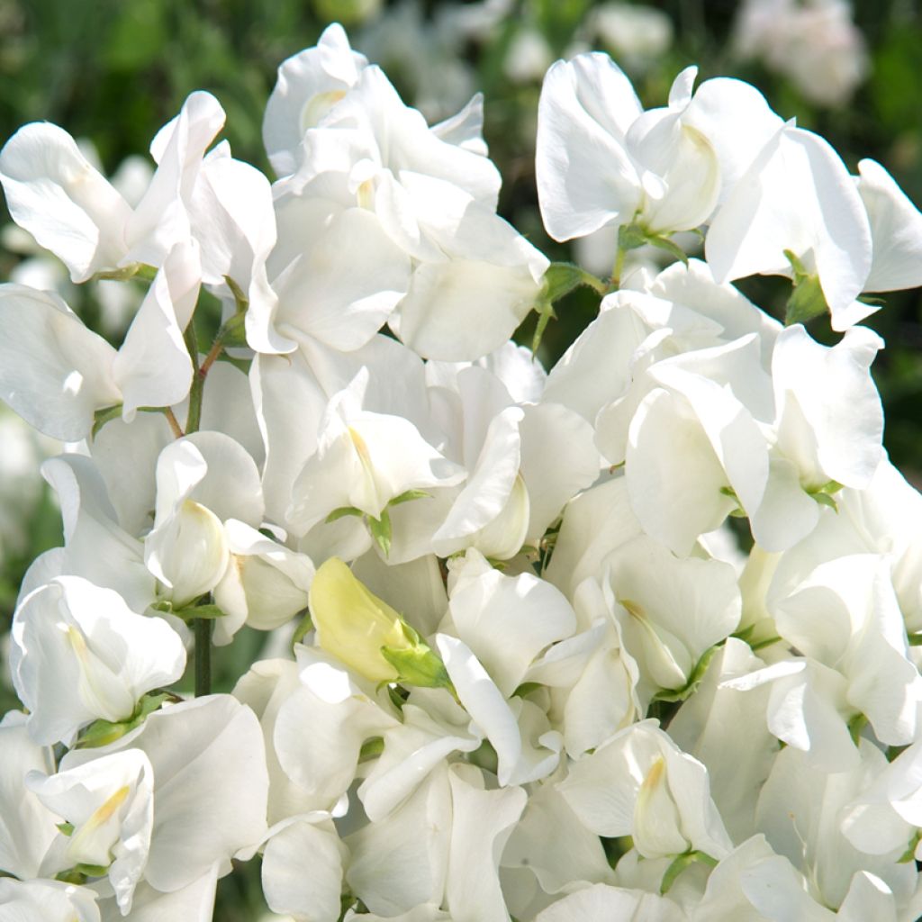 Graines de Pois de Senteur Spencer Royal Wedding - Lathyrus odoratus