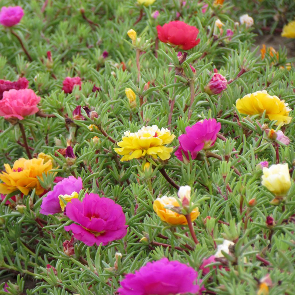 Graines de Pourpier à fleurs doubles en mélange - Portulaca grandiflora