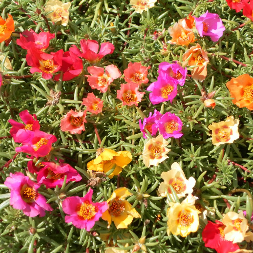 Graines de Pourpier à grandes fleurs Single Mix - Portulaca grandiflora