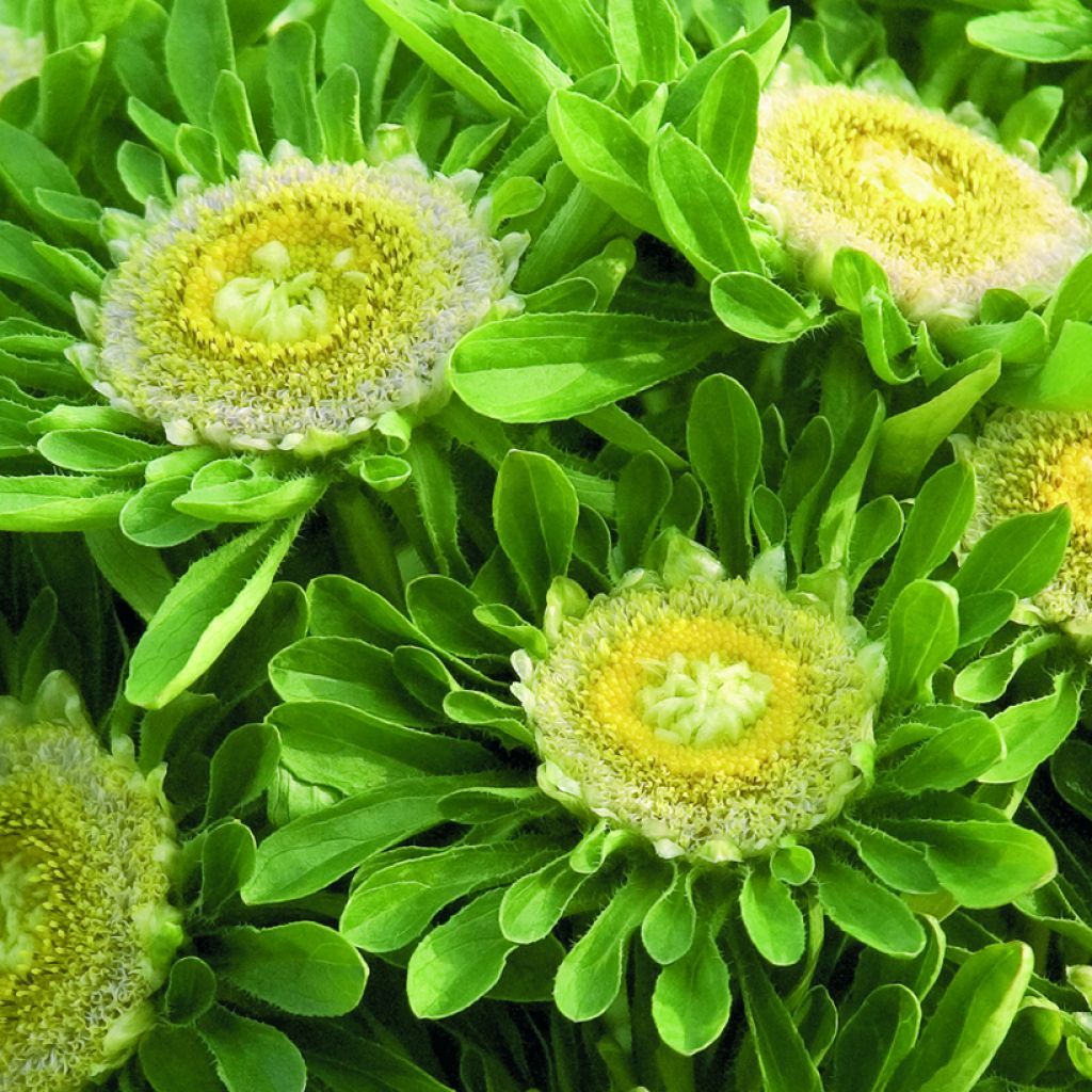 Graines de Reine-Marguerite Hulk - Callistephus chinensis