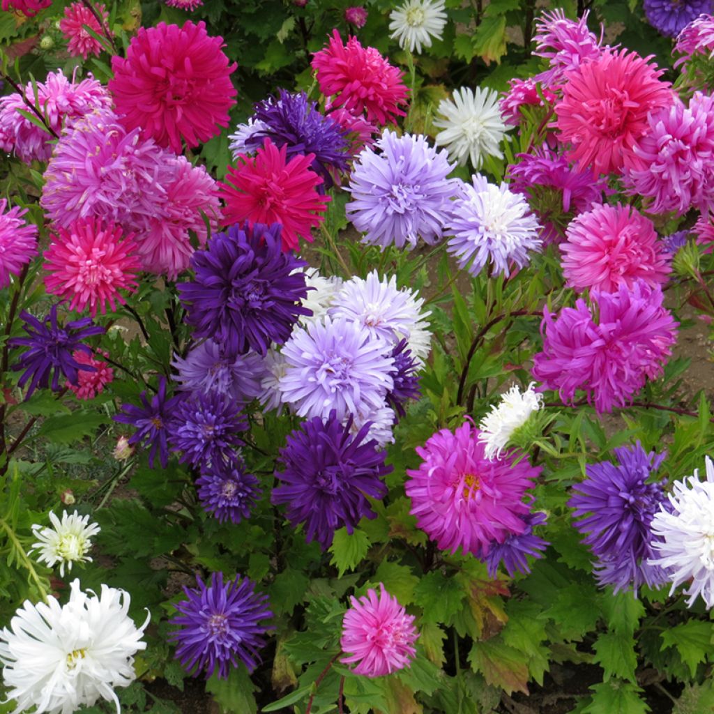 Graines de Reine-marguerite Plume d'Autruche Mix - Callistephus chinensis