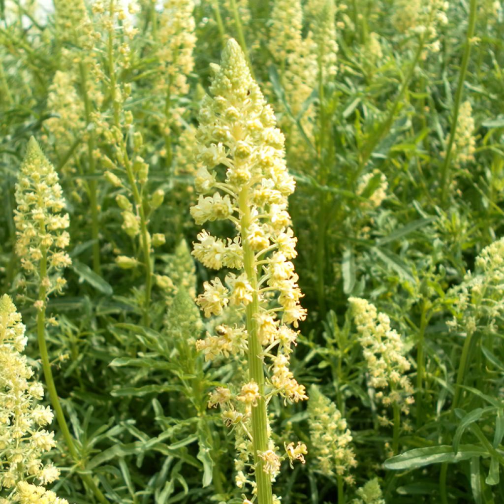 Graines de Réséda des teinturiers - Reseda luteola