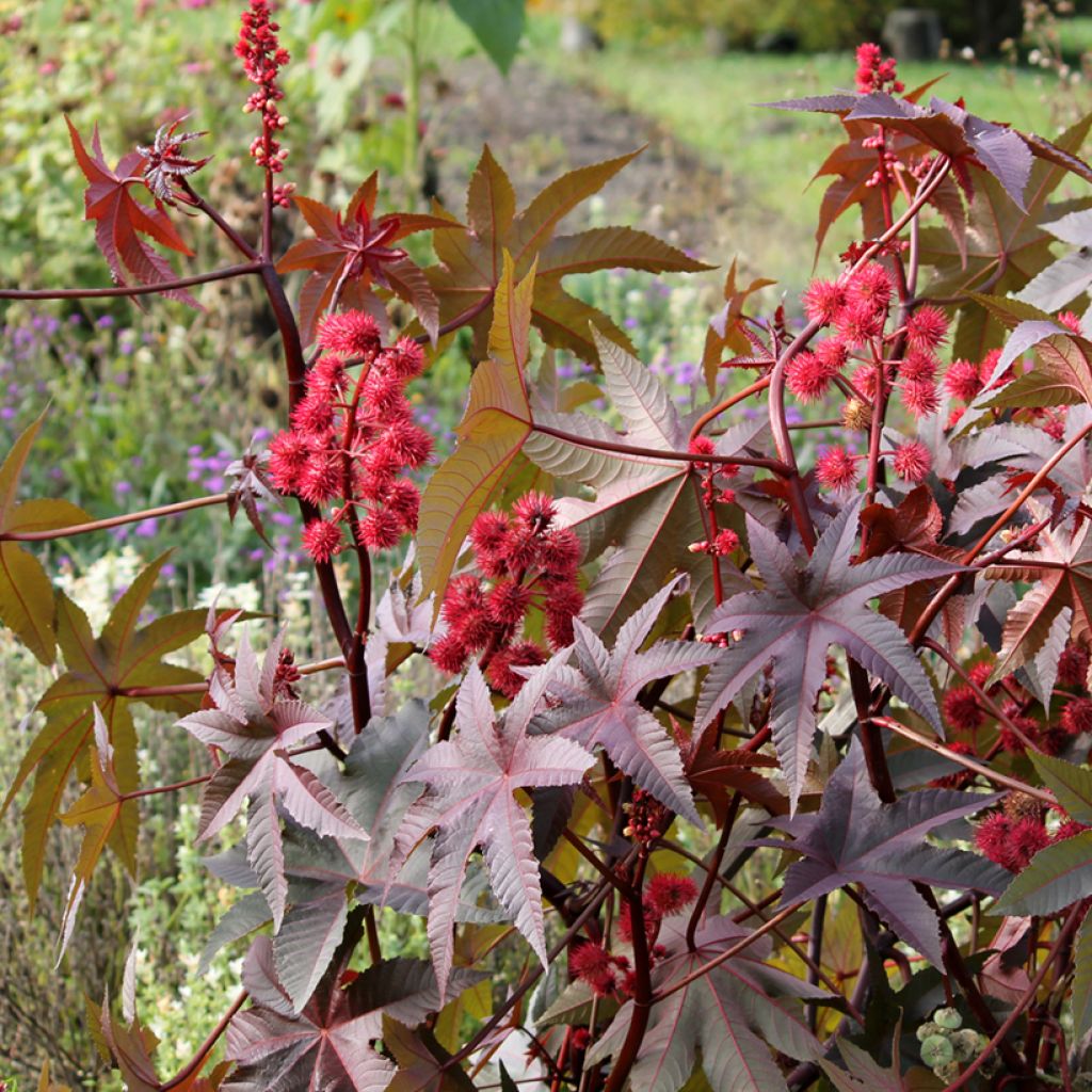 Graines de Ricin communis Impala - Ricinus communis