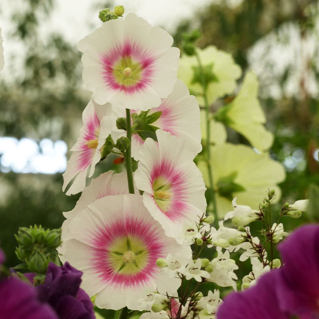 Graines de Rose trémière Halo Blush - Alcea rosea