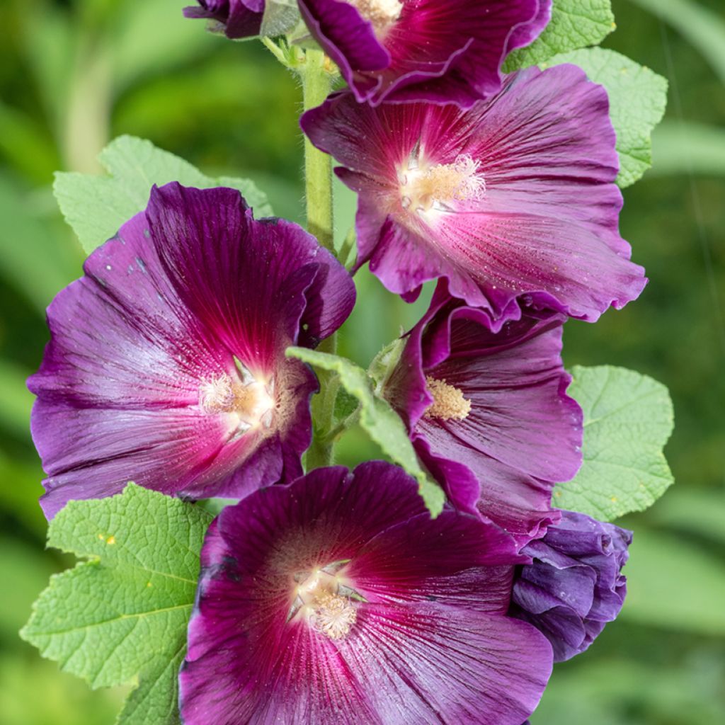 Graines de Rose trémière Halo Lavender - Alcea rosea