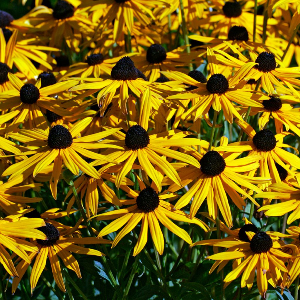 Graines de Rudbeckia Goldsturm - Rudbeckia fulgida var. sullivantii Goldsturm