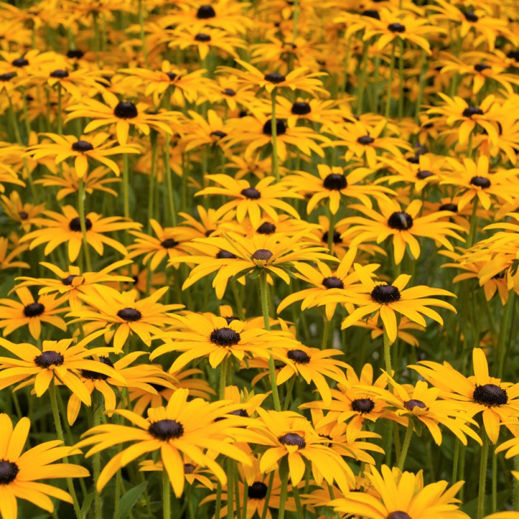 Graines de Rudbeckia Goldsturm - Rudbeckia fulgida var. sullivantii Goldsturm