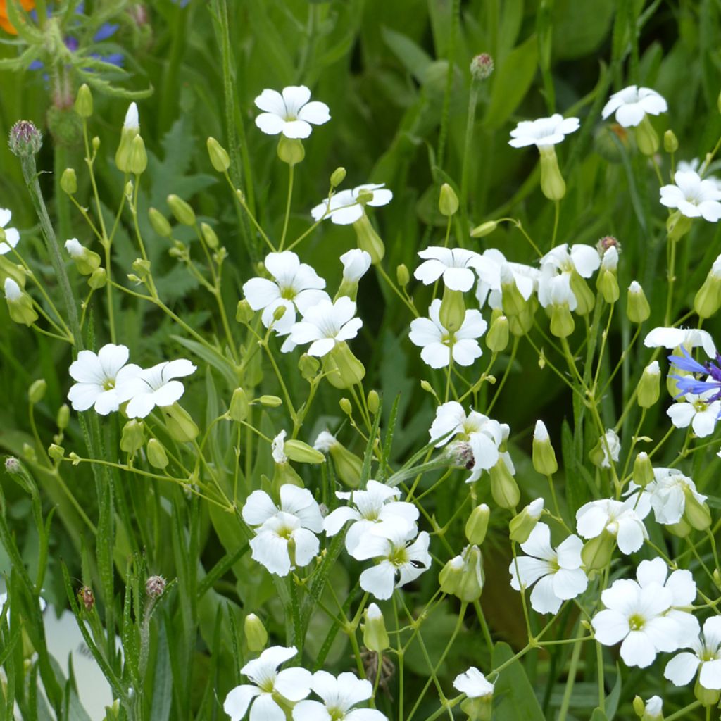 Graines de Saponaire à Bouquets White Beauty - Vaccaria hispanica