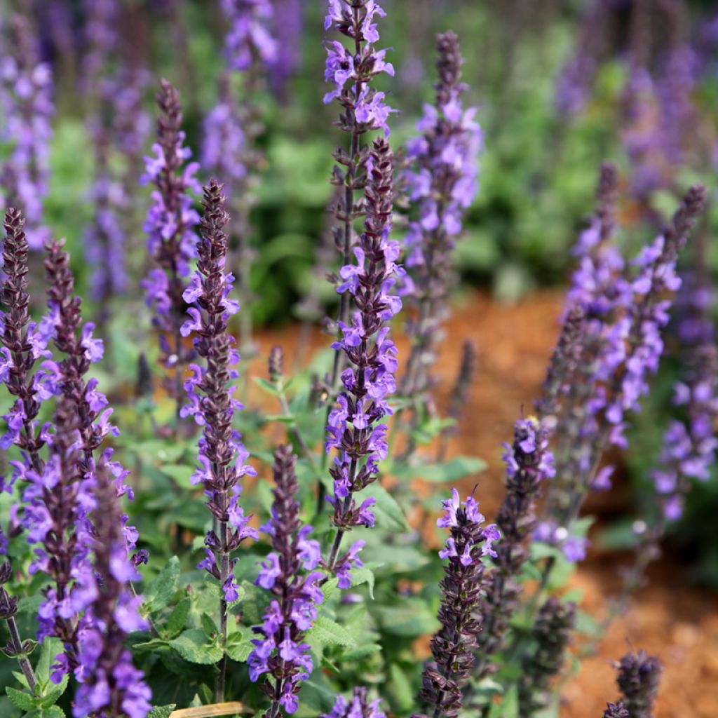 Graines de Sauge des bois Dwarf Blue Queen - Salvia nemorosa