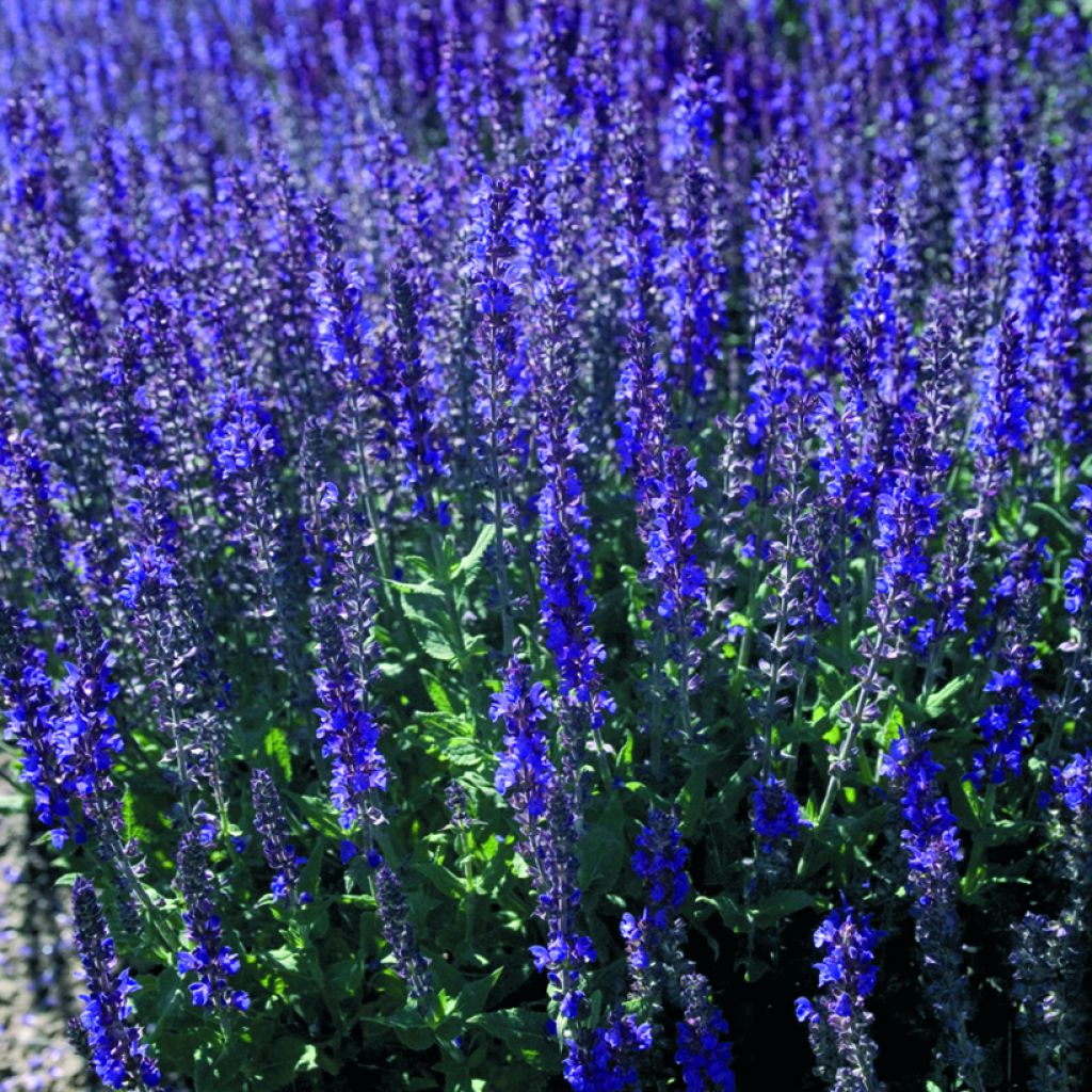 Graines de Sauge des bois Dwarf Blue Queen - Salvia nemorosa