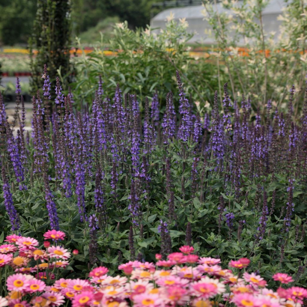 Graines de Sauge des bois Dwarf Blue Queen - Salvia nemorosa