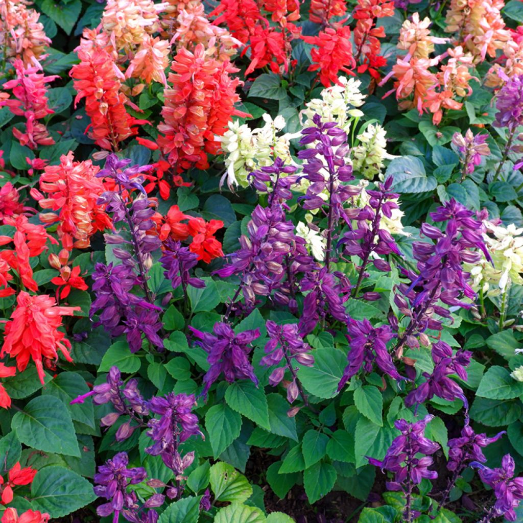 Graines de Sauge annuelle Reddy Nero Mixture - Salvia splendens